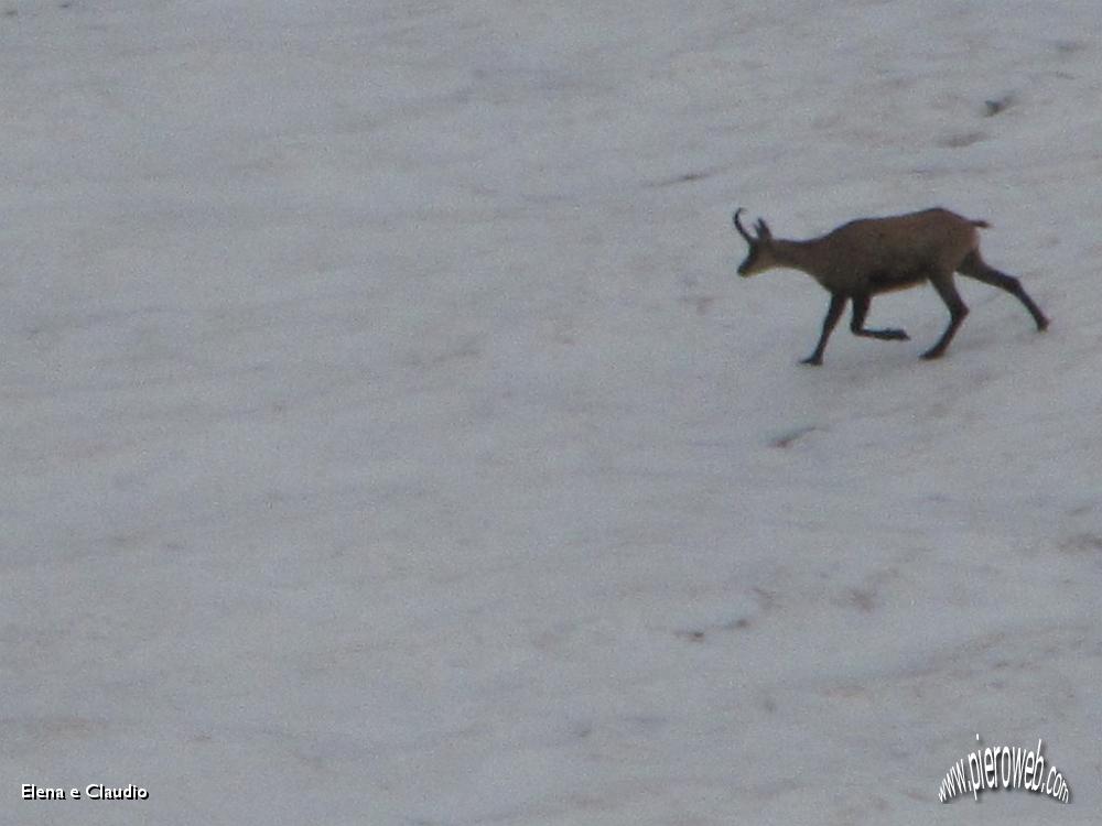 42 Si diverte correndo nella neve.JPG